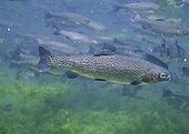 Photographie d'un poisson dans l'eau parmi ses congénères.