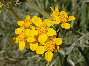 Το είδος Eriophyllum confertiflorum