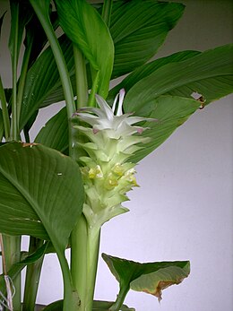 Ciberžolė (Curcuma longa)