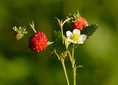 Meža zemene (Fragaria vesca)