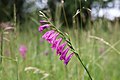 Gladiolus imbricatus