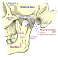 Articulação da mandíbula. Aspecto lateral.