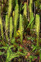 Marsh clubmoss Lycopodiella inundata (Lycopodiaceae) in between some Drosera rotundifolia in northeastern Lower Saxony, Germany. Lycopodiophyta is the oldest extant vascular plant division at around 410 million years old.