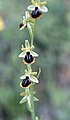 Ophrys aesculapii