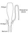 Image 28Stylized diagram of insect digestive tract showing malpighian tubule, from an insect of the order Orthoptera. (from Insect morphology)