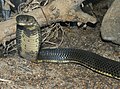 Caspian cobra