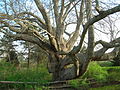 Old Linden Tree (April 2012)