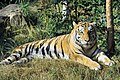 Sibirki tigar