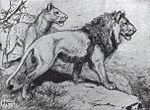 Azijski lavovi i perzijski tigrovi iščezli su s iranskog teritorija sredinom 20. stoljeća