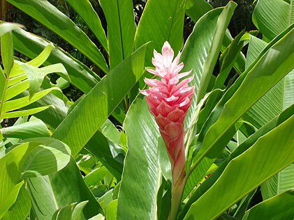 Alpinia purpurata (red ginger)