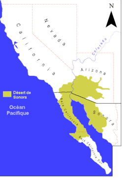 Image illustrative de l’article Désert de Sonora