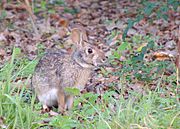 Brown rabbit