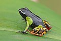 3. Mantella baroni, más néven madagaszkári mérges béka (Ranomafana Nemzeti Park, Madagaszkár) (javítás)/(csere)