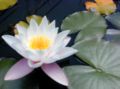 Water lilies in Mombasa, Kenya.