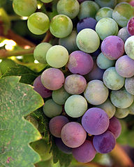 Wine grapes from the Guadalupe Valley in Ensenada, Baja California, Mexico. Wikimedia Commons Quality Photo. Photo by Tomás Castelazo.