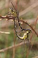 Mating Austrogomphus guerini, by Fir0002