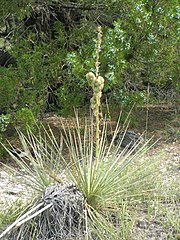 Yucca necopina