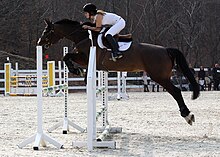 Cheval bai de profil franchissant un oxer.