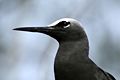 Image 27Black noddy (from Funafuti Conservation Area)