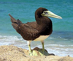 Brown booby at Christmas Island.