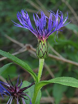 Kalnu dzelzene (Centaurea montana)