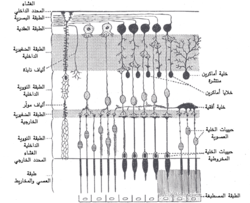 الطبقة الضفيرية الشكل الداخلية