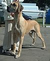 Great Dane