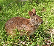 Brown rabbit