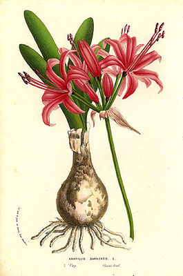 Nerine sarniensis