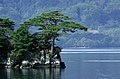 水辺の岩場に生えるアカマツ（Pinus densiflora）