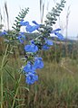 Salvia azurea