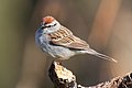 en:List of birds of Pennsylvania