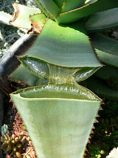 Split Aloe leaf