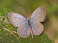 Male (upper side)