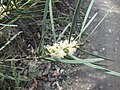 Sweet Wattle ou Sweet-scented Wattle (Acacia suaveolens)