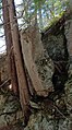 Atlas Rock, located in the park near Farm Chute, is part of a cliff which partially collapsed but is being held up by a single cedar tree.