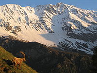 Clima alpinum in Sabaudiā (aspicitur ibex sinistrorsum).