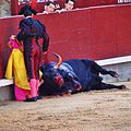 Tercio de muleta: il toro colpito a morte si accascia al suolo.