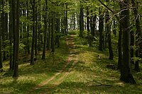 Tourist path in the Börzsöny near Diósjenő