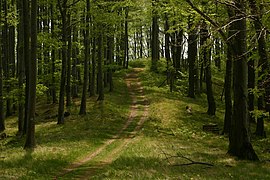 Turistaútvonal a Börzsöny hegységben, Diósjenő környékén