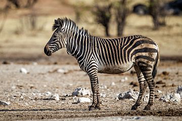 'n Hartmannse bergkwagga in die in die Nasionale Etoshawildtuin, Namibië.