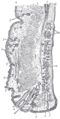 Sagittal section through the upper eyelid.