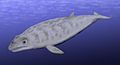 Image 10Restoration of Janjucetus hunderi (from Baleen whale)