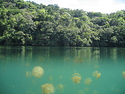 Il famoso Lago delle meduse di Palau