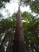 Mature White Pine Cook Forest State Park