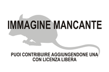 Immagine di Spermophilus nilkaensis mancante