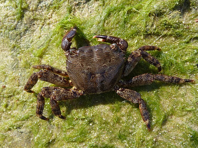 Самка мраморного краба (Pachygrapsus marmoratus) на берегу Чёрного моря