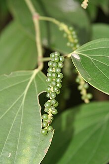 grains de poivre verts