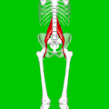 Position du muscle grand psoas.