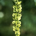 コーカサスサワグルミ（Pterocarya fraxinifolia）の堅果